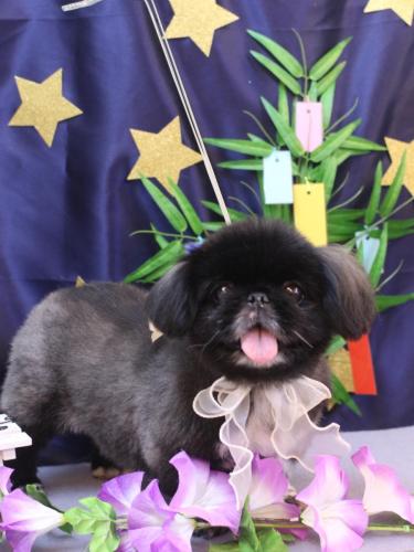 20230708つきみちゃん